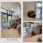 PatPal Client